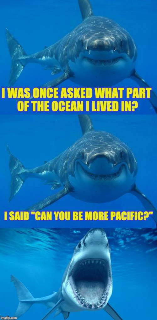 Punny shark - meme