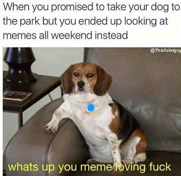 Sorry doggo - meme