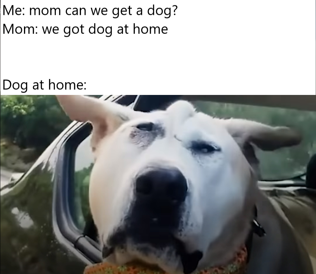 Dog at home: - meme