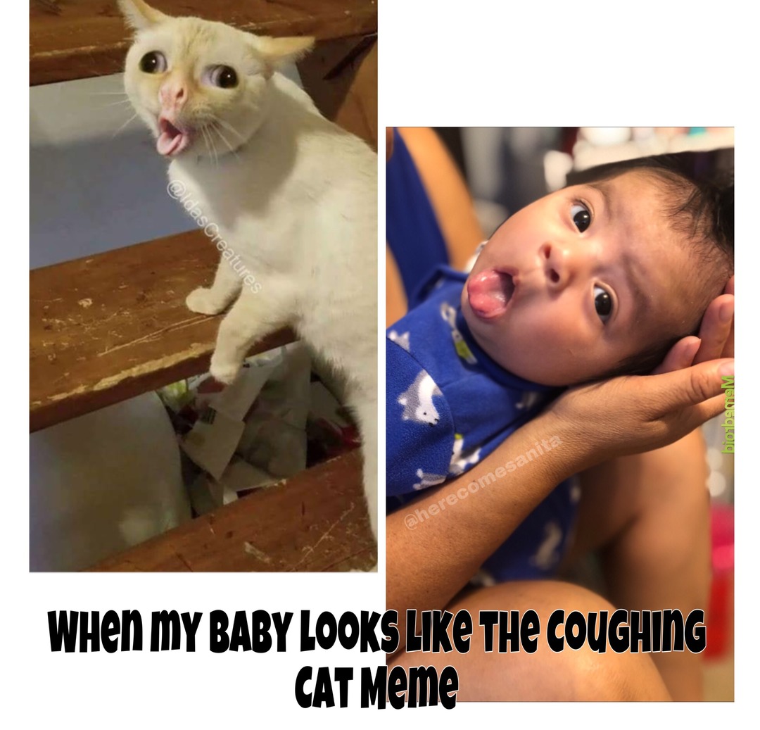 coughing cat accuracy - meme