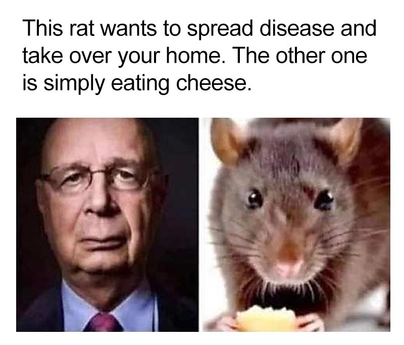 The Rat - meme