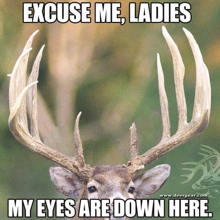 The best Deer memes :) Memedroid