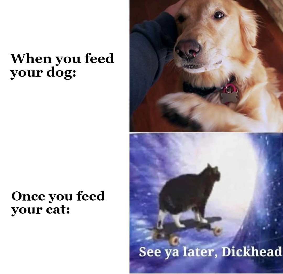 Dogs or cats - meme