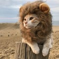 Lion catto