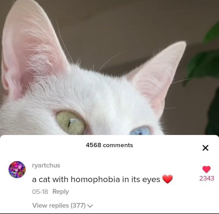 Le cat with homophobia - meme