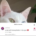Le cat with homophobia
