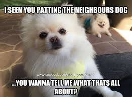 DOG LOOKING AT YOU LIKE... - meme