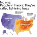 Fireflies or lightning bugs?
