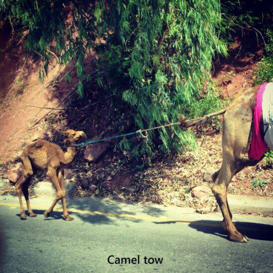 camel toe...tow...? - meme
