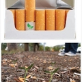 "cigarros biodegradáveis com sementes de flores no filtro"
