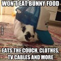 scumbag bunny