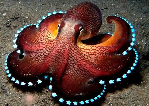 Bioluminescent Octopus - meme