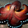 Bioluminescent Octopus