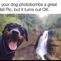 Wholesome doggo photobomb