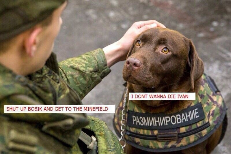 That's a real cute dog though, also his vest says Defusing - meme