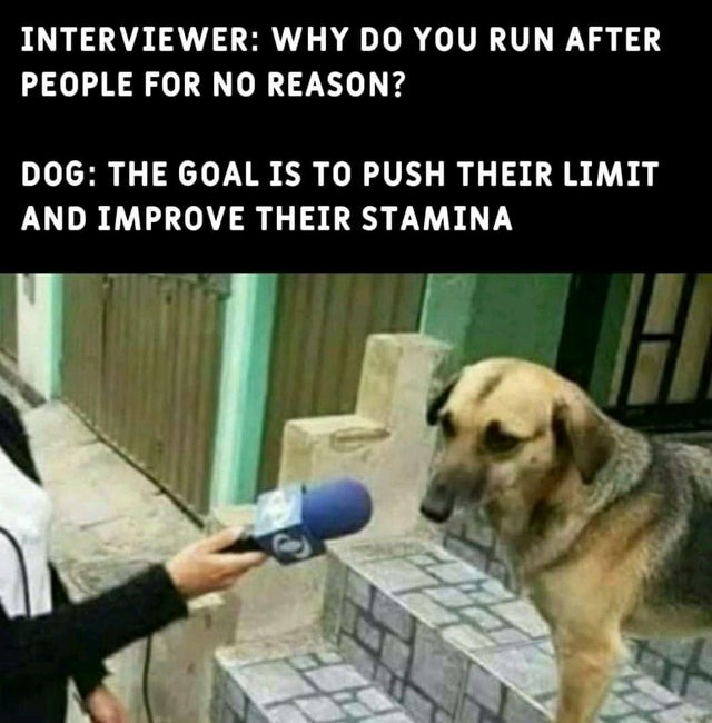 The real reason why dogs run after people for no reason - meme