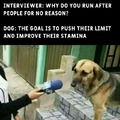 The real reason why dogs run after people for no reason