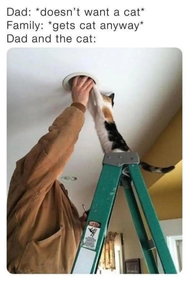 POV: Your dad didn't want the cat - meme