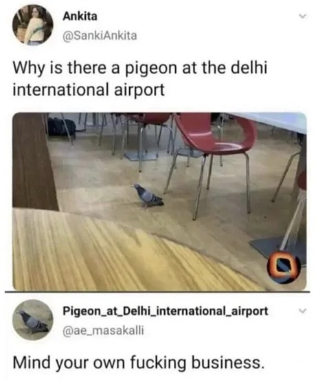 Yeah man, that pigeon can't fly everywhere - meme