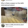 Yeah man, that pigeon can't fly everywhere