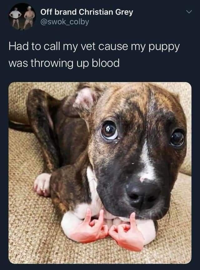 called the vet and now I’m crying more than the dog - meme