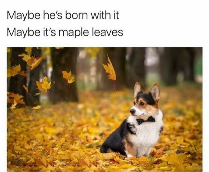 Maple leaves - meme