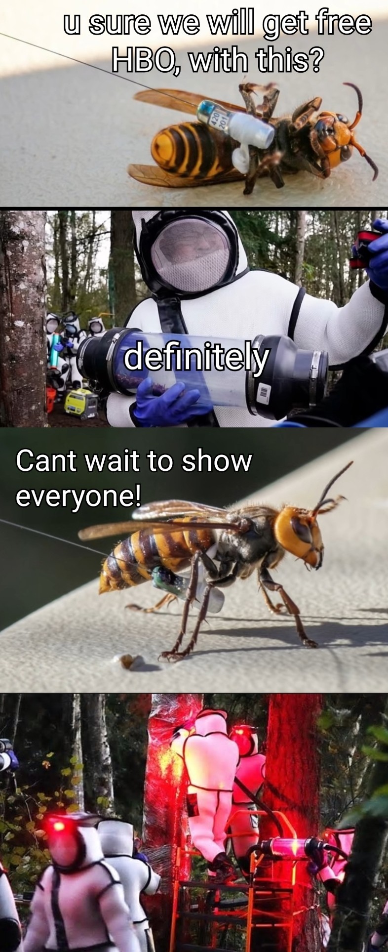 Fuck dem murder hornets - meme