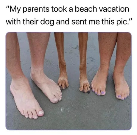 Beach vacation with the doggo - meme