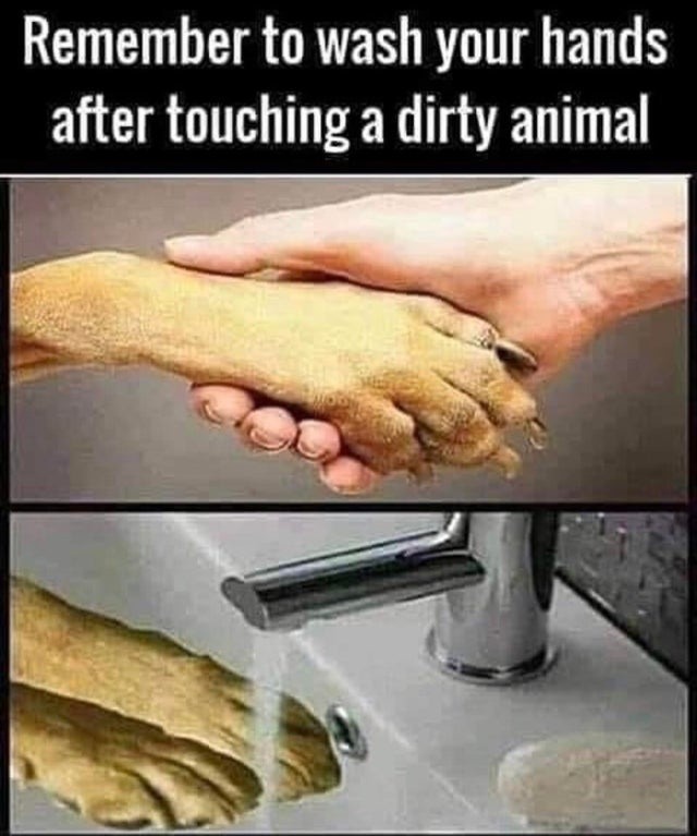 Remember to wash your hands after touching a dirty animal - meme