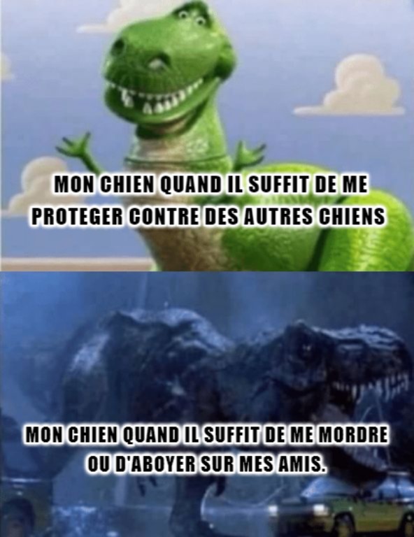 stupide chien - meme