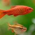 cherry barb (male on top female on bottom)