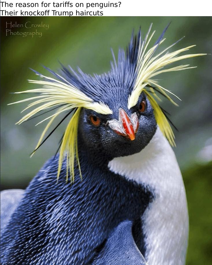 Penguins getting tariffs for copying Trump's haircut - meme