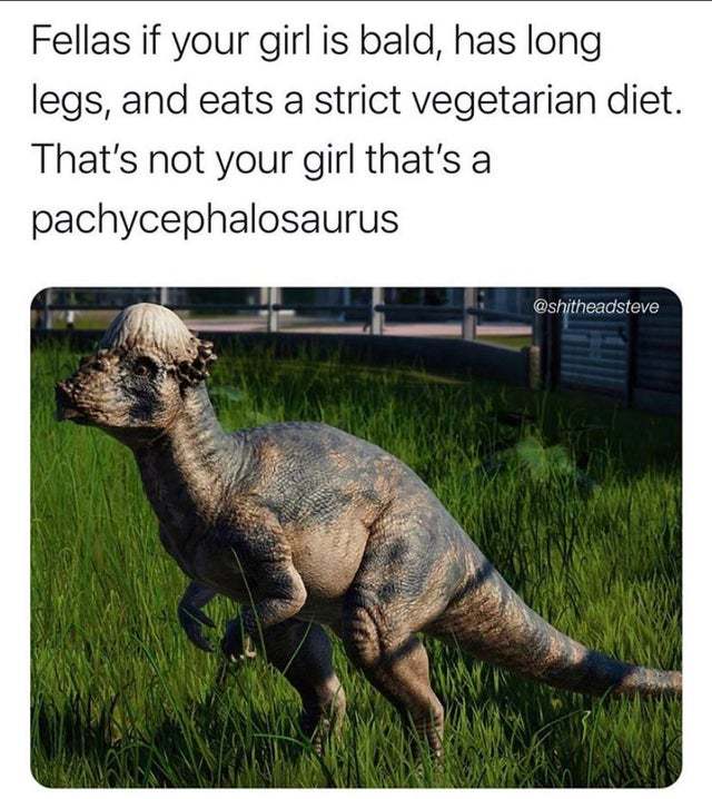 Fellas if your girl is bald, has long legs and is vegetarian she might be a pachycephalosaurus - meme