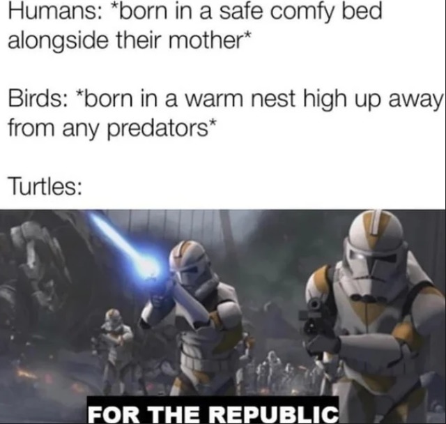 Turtles badass - meme