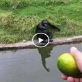 Como engañar a un mono