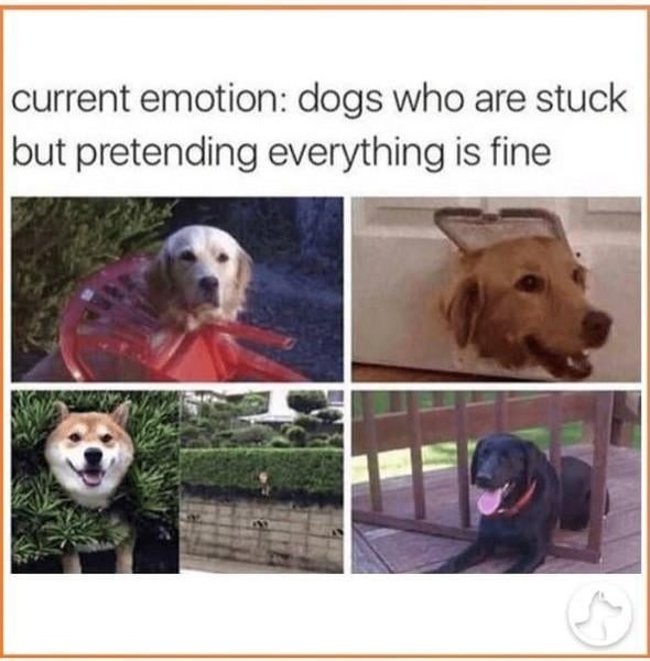 Current mood: stuck like a dog but pretending it's fine - meme