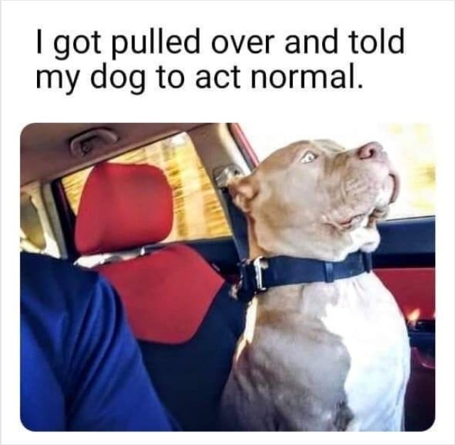 The Best Best Doggos Memes Memedroid