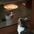 cat waiting for the pizza to be done
