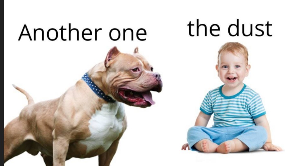 Dog or baby, which one you choose? - meme