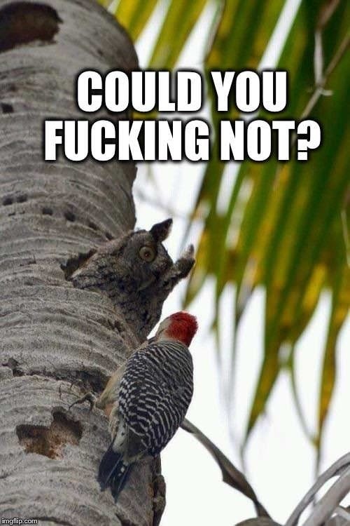 Birb neighbors - meme