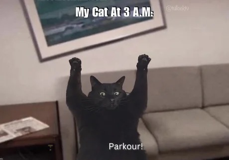 Parkour cat - meme