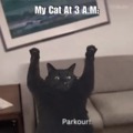 Parkour cat