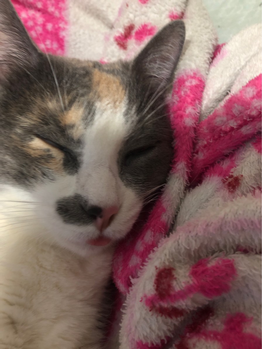 mi gata - meme