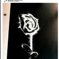Una rosa esnifando