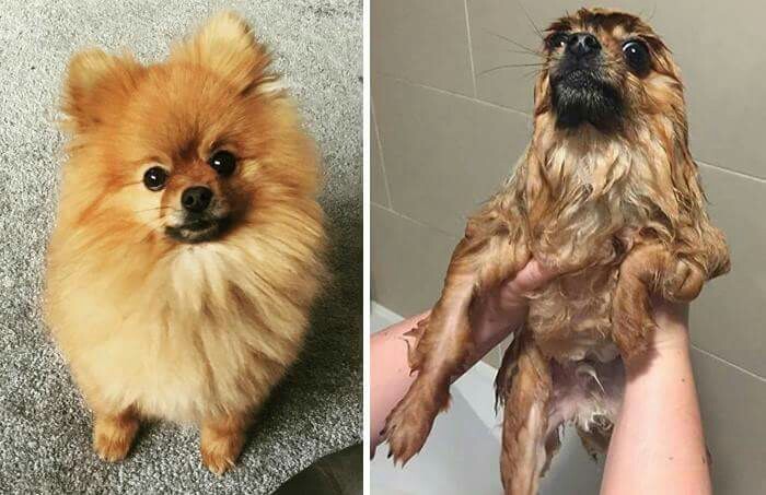 This dog has seen some years - meme