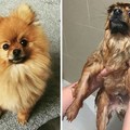 This dog has seen some years