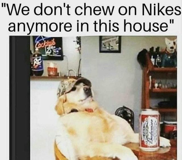We don't chew on Nikes anymore in this house - meme