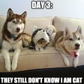 Cats when dogs take over.
