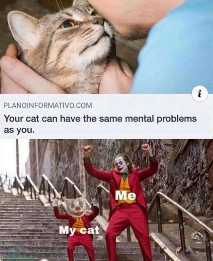 Cat problems - meme