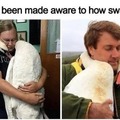 Swan wholesome